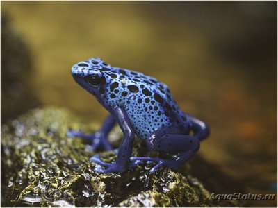 Древолаз голубой (Dendrobates azureus)