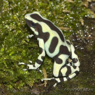 Фото Древолаз красящий золотой Dendrobates auratus  (photo#120737)