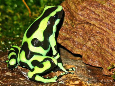 Фото Древолаз красящий золотой Dendrobates auratus  (photo#120738)