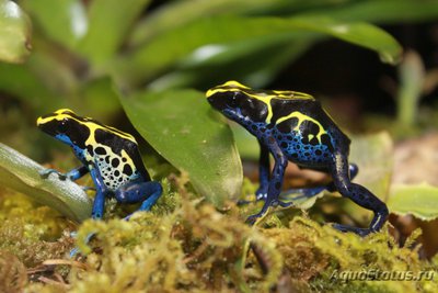 Фото Древолаз пятнистый Dendrobates tinctorius  (photo#120739)