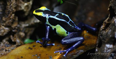 Фото Древолаз пятнистый Dendrobates tinctorius  (photo#120740)