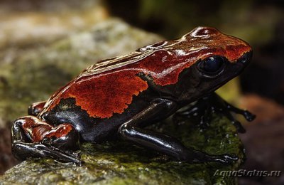 Фото Древолаз расцвеченный Dendrobates galactonotus  (photo#120741)