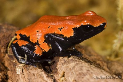 Фото Древолаз расцвеченный Dendrobates galactonotus  (photo#120742)