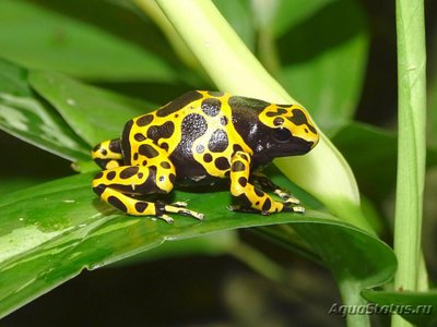 Фото Древолаз священный Dendrobates leucomelas  (photo#120743)