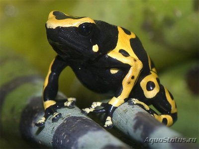 Фото Древолаз священный Dendrobates leucomelas  (photo#120744)