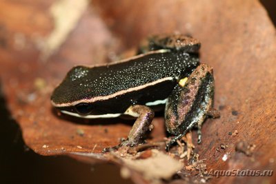 Фото Древолаз яркий Allobates femoralis  (photo#120768)