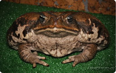 Фото Жаба ага Bufo marinus Marine Toad  (photo#120769)