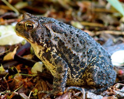 Фото Жаба американская Bufo americanus  (photo#120795)