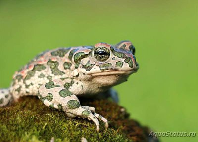 Фото Жаба зеленая Bufo viridis  (photo#120798)