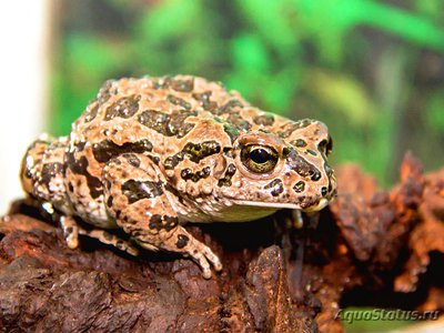 Фото Жаба зеленая Bufo viridis  (photo#120799)