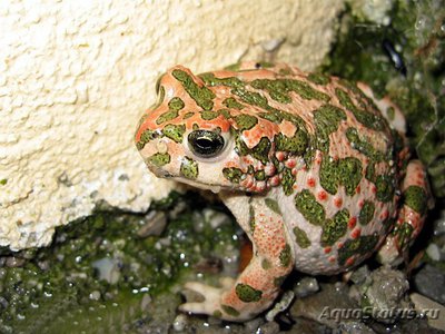 Фото Жаба зеленая египетская Bufo ex gr. viridis Egyptian Toad  (photo#120800)