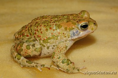 Фото Жаба зеленая египетская Bufo ex gr. viridis Egyptian Toad  (photo#120801)