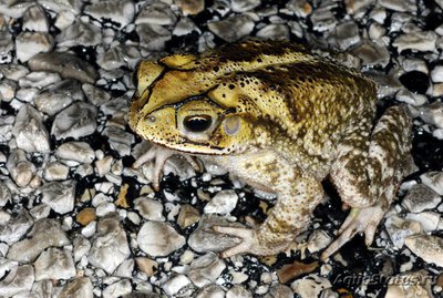 Фото Жаба полосатая Bufo valliceps  (photo#120817)