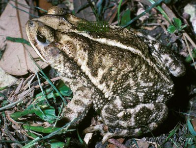 Фото Жаба полосатая Bufo valliceps  (photo#120818)