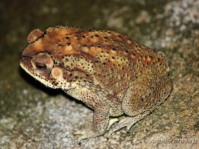 Фото Жаба чернорубцовая Bufo melanostictus Asian toad  (photo#120832)