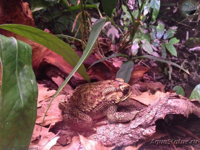 Фото Жаба чернорубцовая Bufo melanostictus Asian toad  (photo#120833)