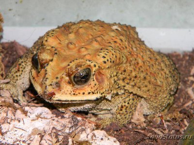 Фото Жаба шлемоголовая Bufo galeatus  (photo#120834)