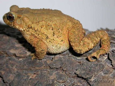 Фото Жаба шлемоголовая Bufo galeatus  (photo#120835)