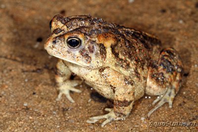 Фото Жаба южная Bufo terrestris Southern Toad  (photo#120836)