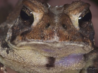 Фото Жаба южная Bufo terrestris Southern Toad  (photo#120837)