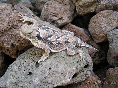 Фото Жабовидная ящерица плоскорогая Phrynosoma platyrhinos Desert Horn Lizard  (photo#120840)