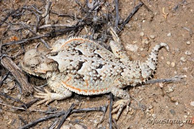 Фото Жабовидная ящерица плоскорогая Phrynosoma platyrhinos Desert Horn Lizard  (photo#120841)