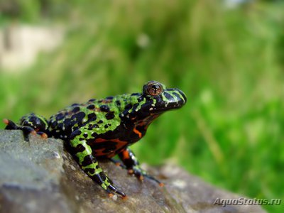 Фото Жерлянка восточная Bombina orientalis  (photo#120842)