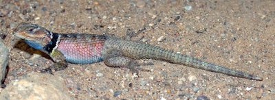 Фото Игуана заборная синебрюхая Sceloporus cyanogenys  (photo#120846)