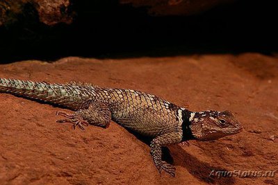 Фото Игуана заборная синебрюхая Sceloporus cyanogenys  (photo#120847)