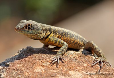 Фото Игуана килехвостая ошейниковая Tropidurus torquatus Guyana Collared  (photo#120848)