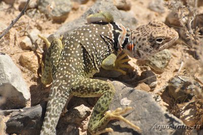 Фото Игуана килехвостая ошейниковая Tropidurus torquatus Guyana Collared  (photo#120849)