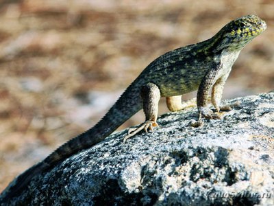 Фото Игуана масковая килеватая Leiocephalus carinatus Bahama Curlytail Lizard  (photo#120854)