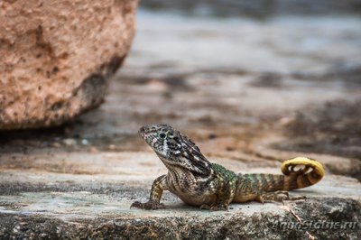 Фото Игуана масковая килеватая Leiocephalus carinatus Bahama Curlytail Lizard  (photo#120855)