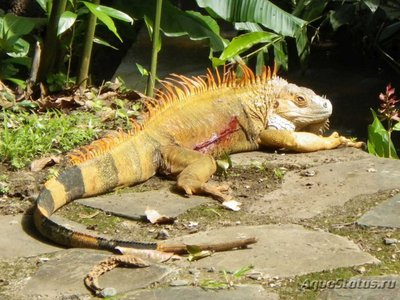 Фото Игуана обыкновенная Farm Iguana iguana  (photo#120864)