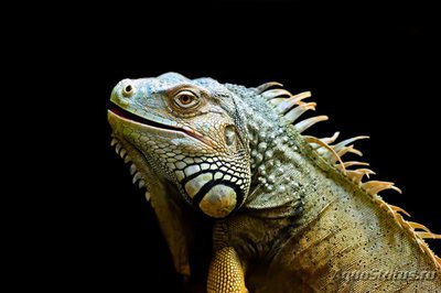 Фото Игуана обыкновенная Farm Iguana iguana  (photo#120865)