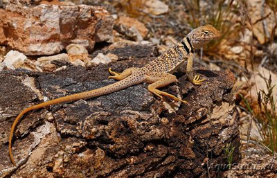 Фото Игуана ошейниковая пустынная Crotaphytus collaris Desert Collar Lizard  (photo#120880)