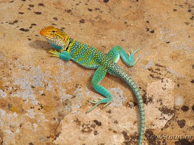 Фото Игуана ошейниковая пустынная Crotaphytus collaris Desert Collar Lizard  (photo#120881)