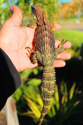 Фото Игуана шипохвостая пятикилевая Ctenosaura quinquecarinata  (photo#120885)