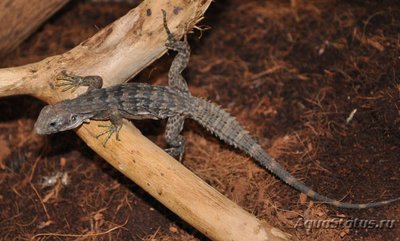 Фото Игуана шипохвостая пятикилевая Ctenosaura quinquecarinata  (photo#120886)