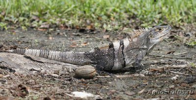 Фото Игуана шипохвостая черная Ctenosaura similis Spinytail Iguana  (photo#120892)