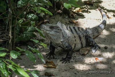 Фото Игуана шипохвостая черная Ctenosaura similis Spinytail Iguana  (photo#120893)