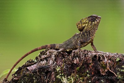 Фото Игуана шлемоголовая гребенчатая Corytophanes cristata Forest Chameleon  (photo#120894)