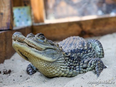 Фото Кайман крокодиловый Caiman crocodylus  (photo#120929)