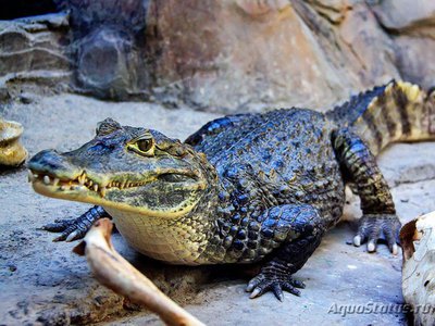 Фото Кайман крокодиловый Caiman crocodylus  (photo#120930)