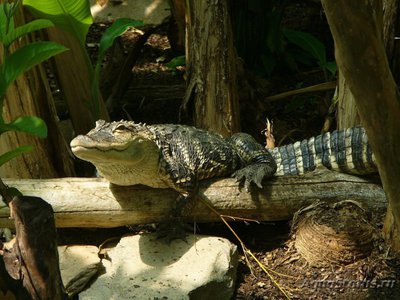 Фото Кайман Шнайдера Paleosuchus trigonatum  (photo#120934)