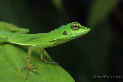 Фото Калот лесной гривистый Bronchocela jubata  (photo#120939)