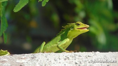 Фото Калот лесной гривистый Bronchocela jubata  (photo#120940)