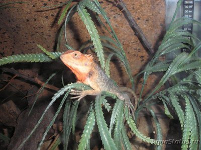 Фото Калот-кровосос пестрый Calotes versicolor  (photo#120941)