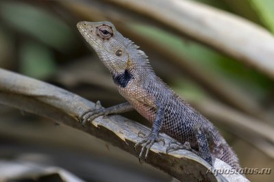 Фото Калот-кровосос пестрый Calotes versicolor  (photo#120942)