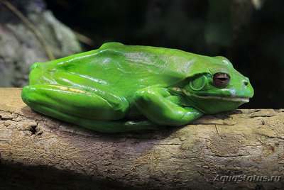 Фото Квакша белогубая Litoria infrafrenata White lipped tree frog  (photo#120965)